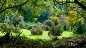 best tree and shrub fertilizer