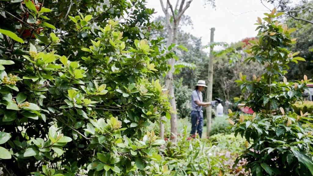 best tree and shrub insect control