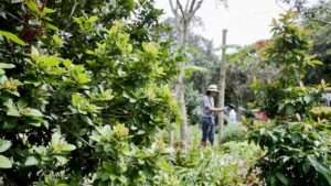 best tree and shrub insect control