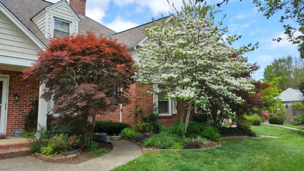 best tree for corner of house