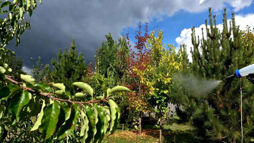 best tree fungus treatment