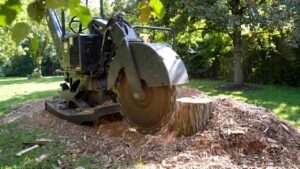 best tree stump grinder