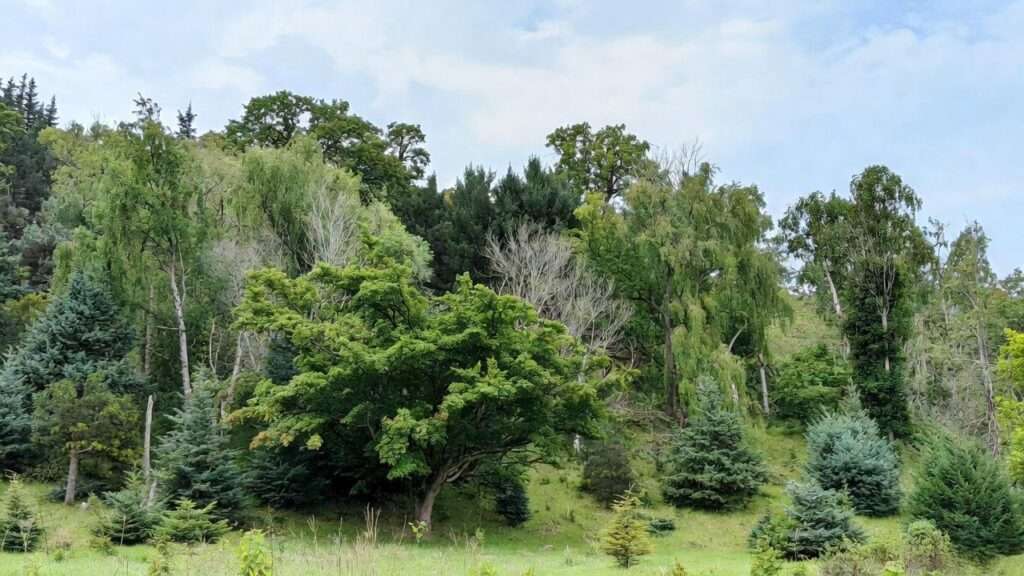 best trees for erosion control