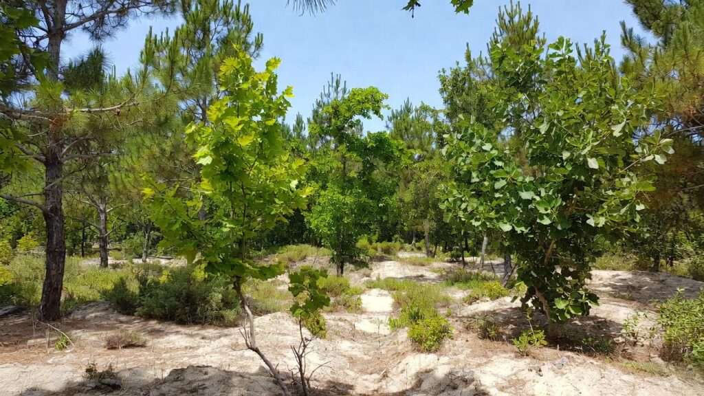 best trees for sandy soil