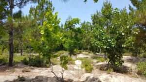 best trees for sandy soil