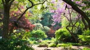 best trees for shaded areas