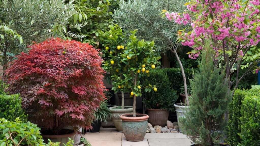 best trees for small spaces