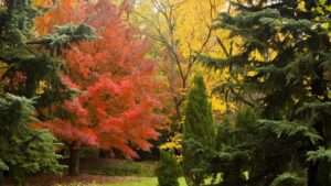 best trees to plant in fall