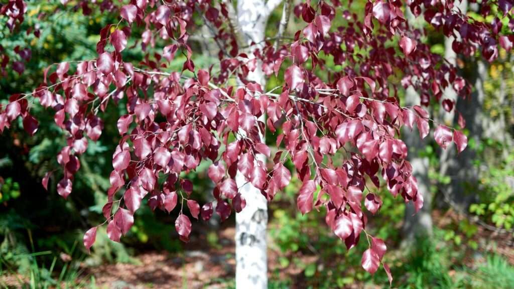 betula royal frost birch tree
