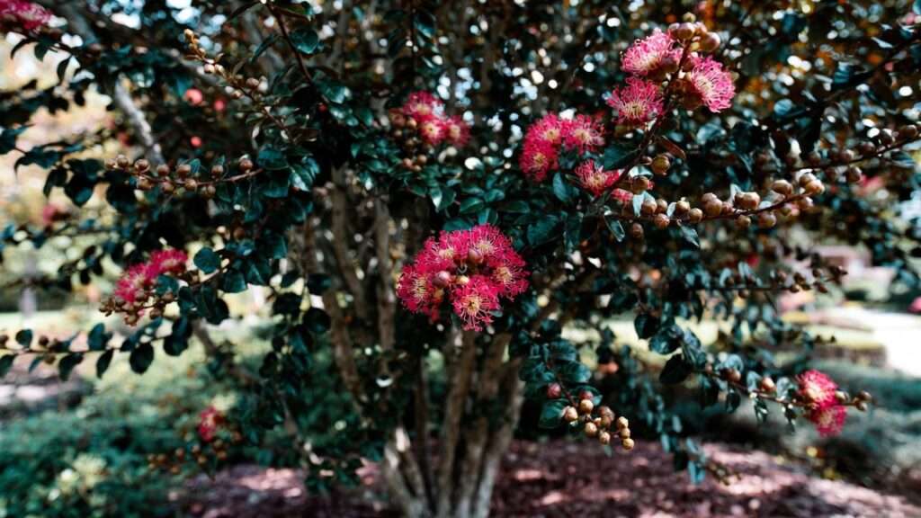black diamond crepe myrtle tree