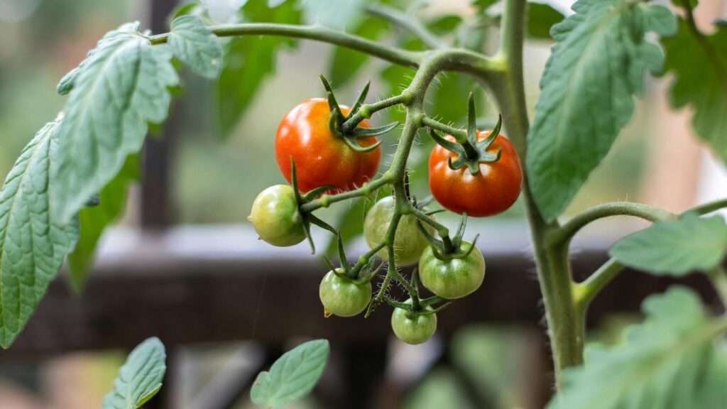 black prince tomato plant