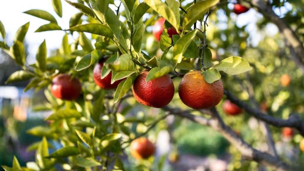 blood orange citrus tree