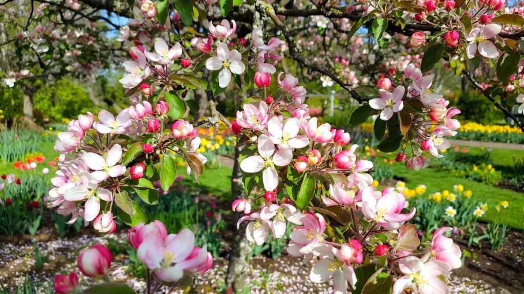 blooming crabapple tree