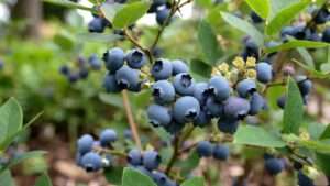 blueberry legacy plant