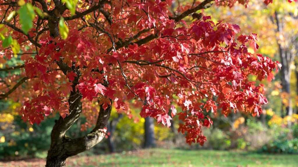 brandywine maple tree