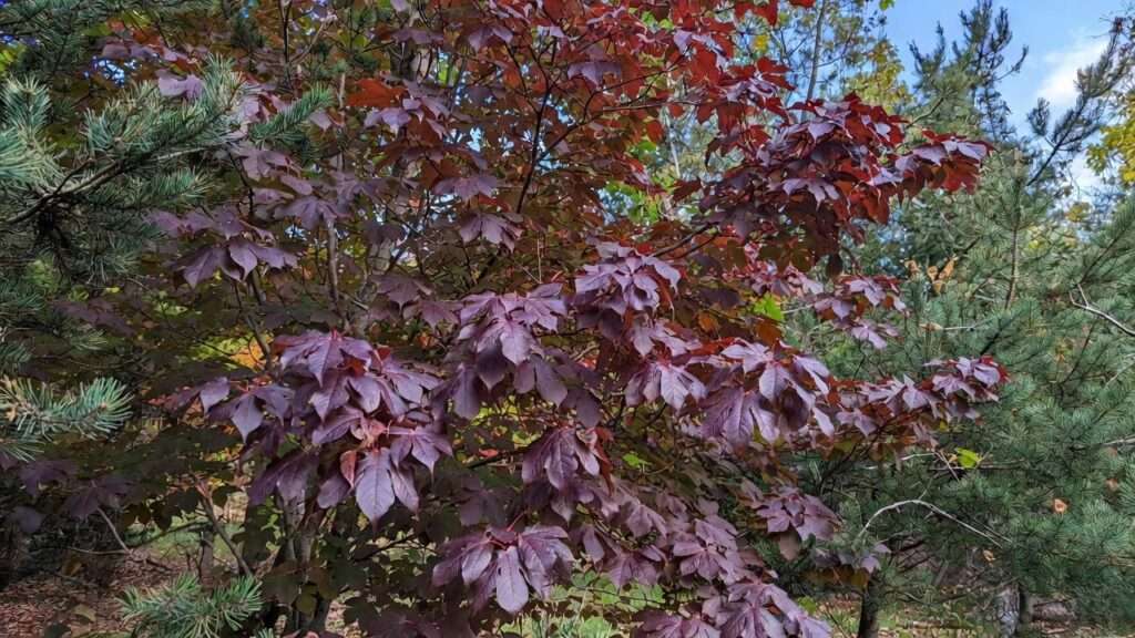 brandywine red maple tree