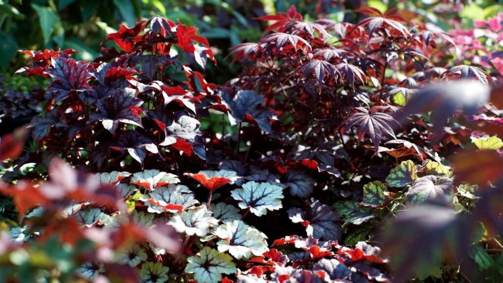 burgundy plants