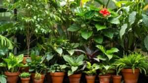 chameleon safe plants