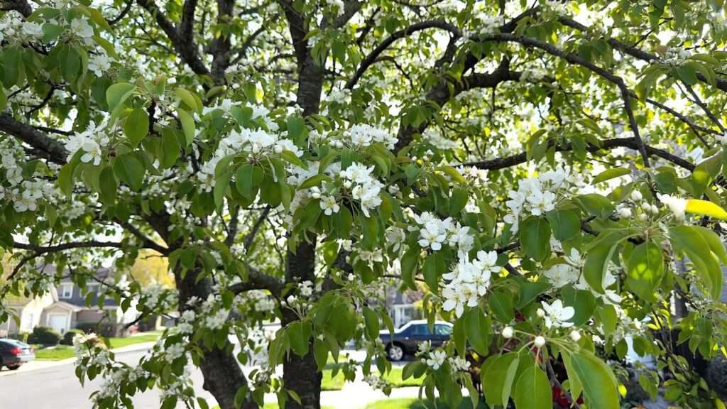 cleveland select flowering pear tree