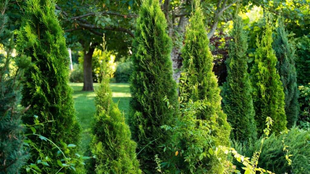 columnar evergreen trees