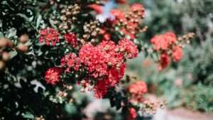 crape myrtle tree red