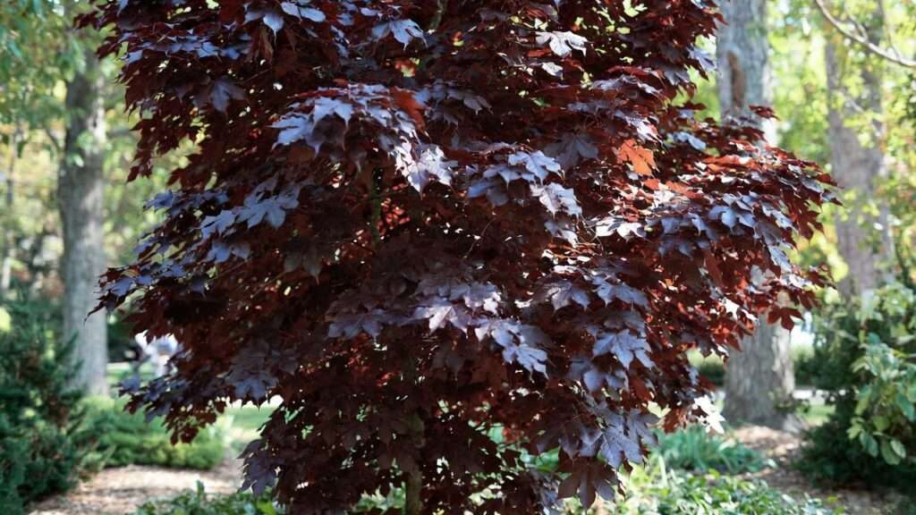 crimson king maple tree