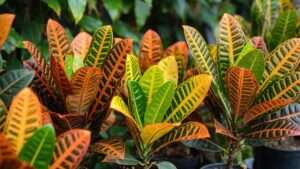 croton petra plants
