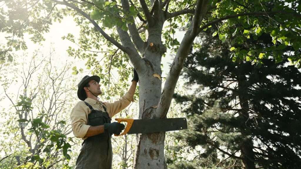 cutting back oak trees