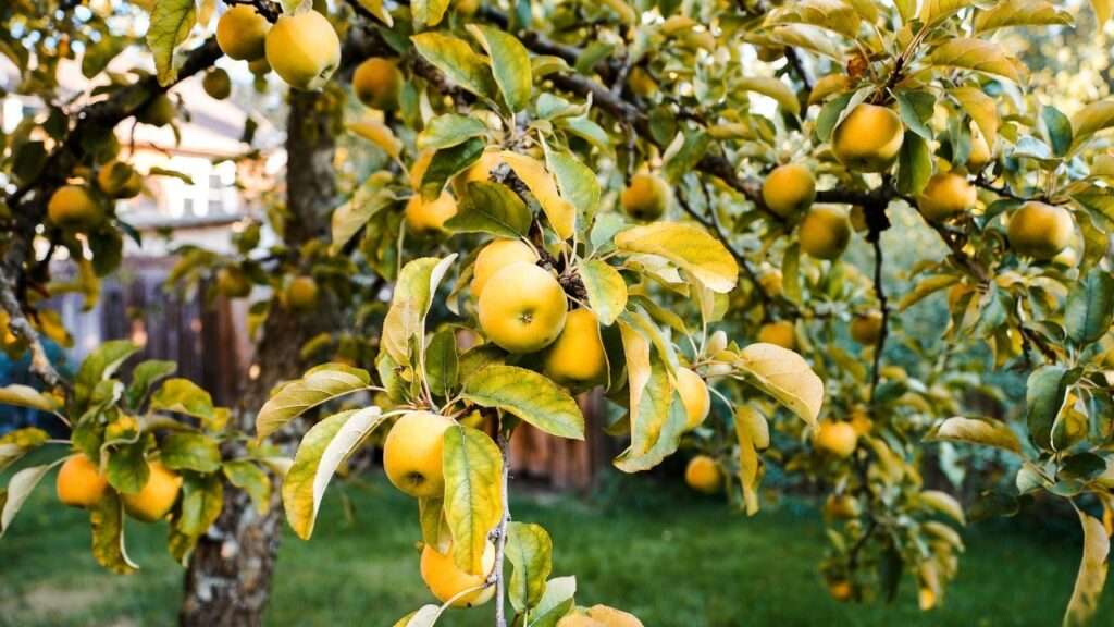 dorsett golden apple tree