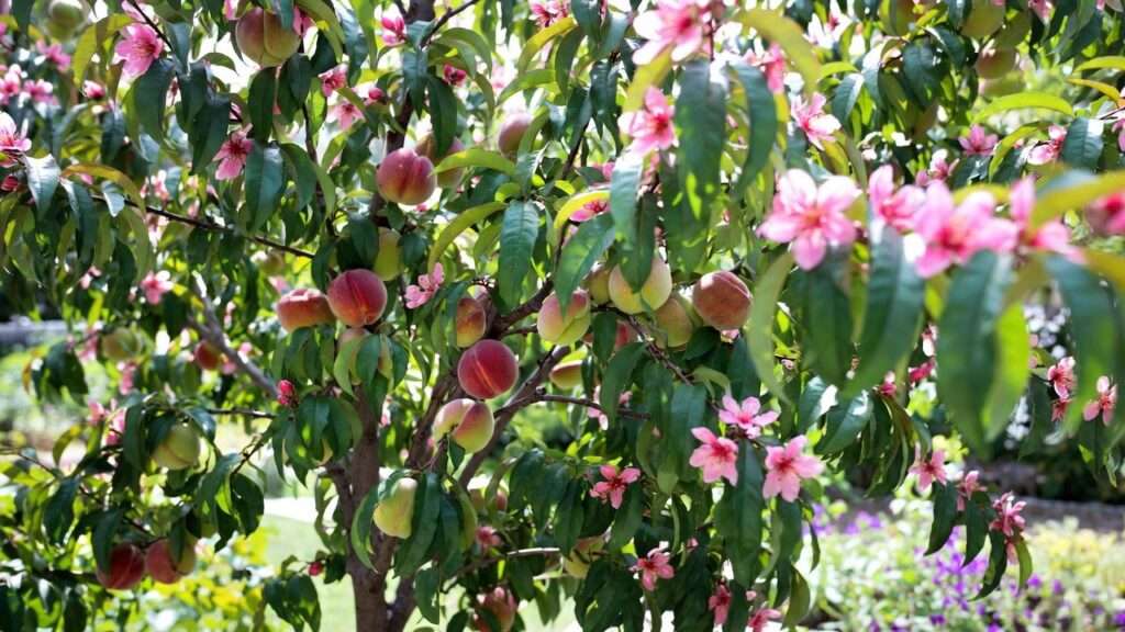 doughnut peach tree
