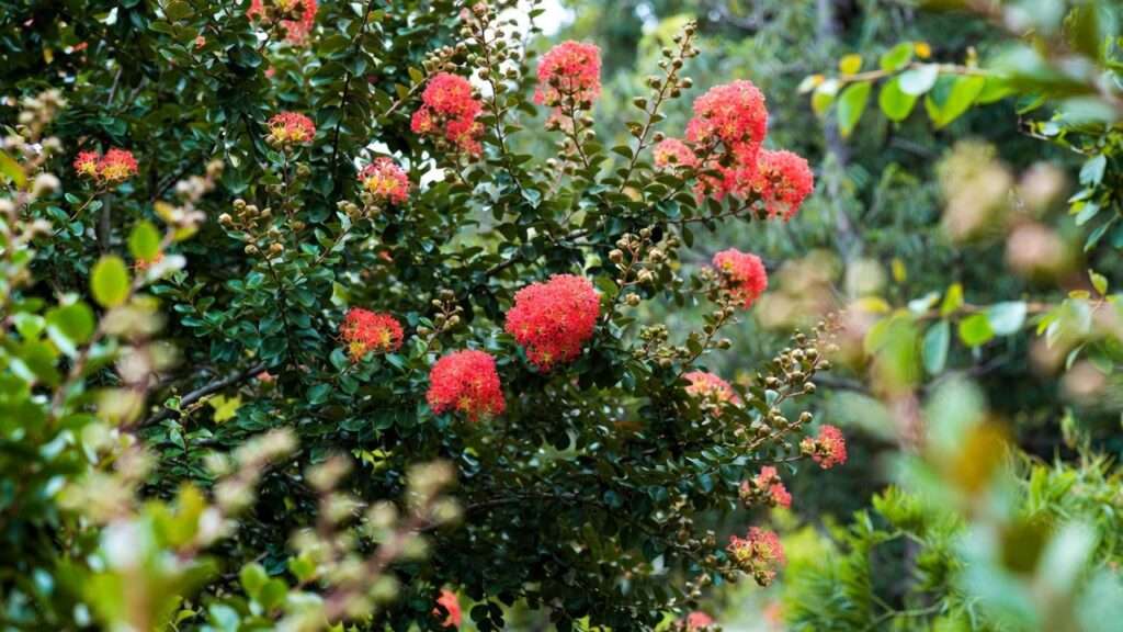dynamite crape myrtle tree