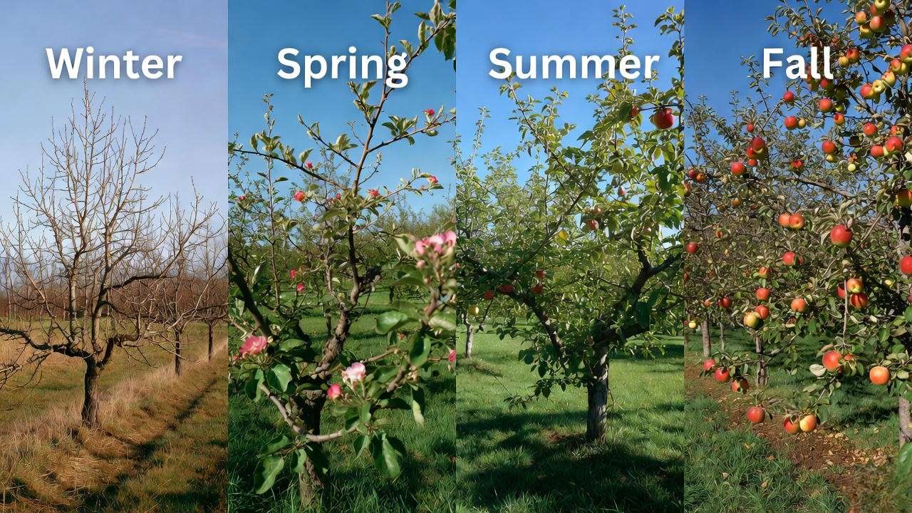 Panoramic view of an apple orchard across seasons from winter to fal
