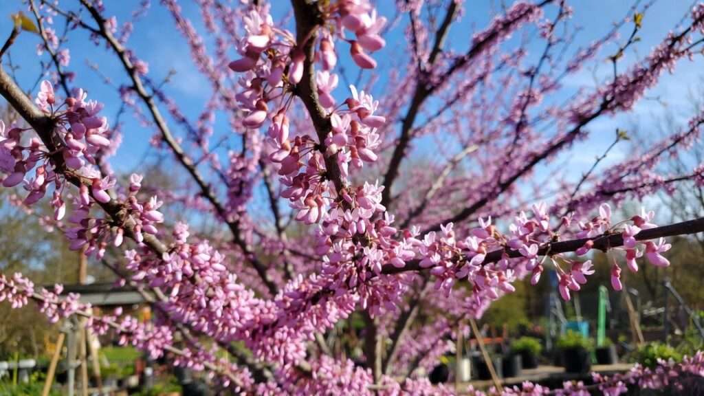 eastern redbud tree seeds
