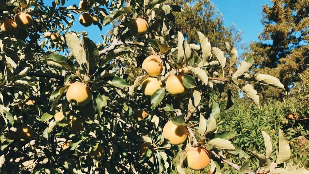 ein shemer apple tree