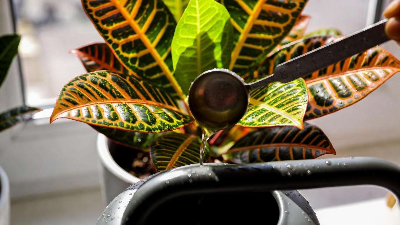 Feeding Croton Petra with balanced liquid fertilizer