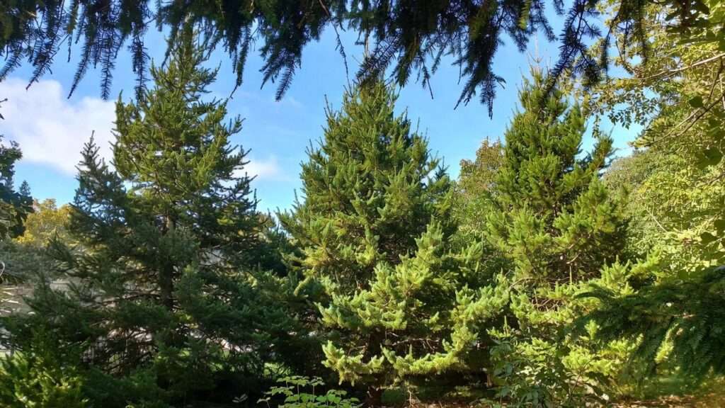 evergreen tree with aromatic wood