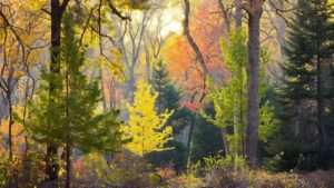 Fastest Growing Oak Tree Varieties in 2025 (Top 7 Ranked)