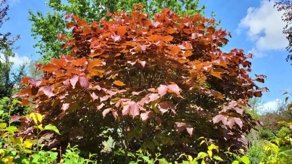 flame maple tree