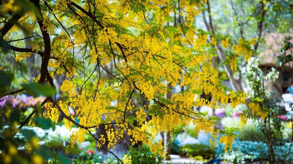 flowering locust tree