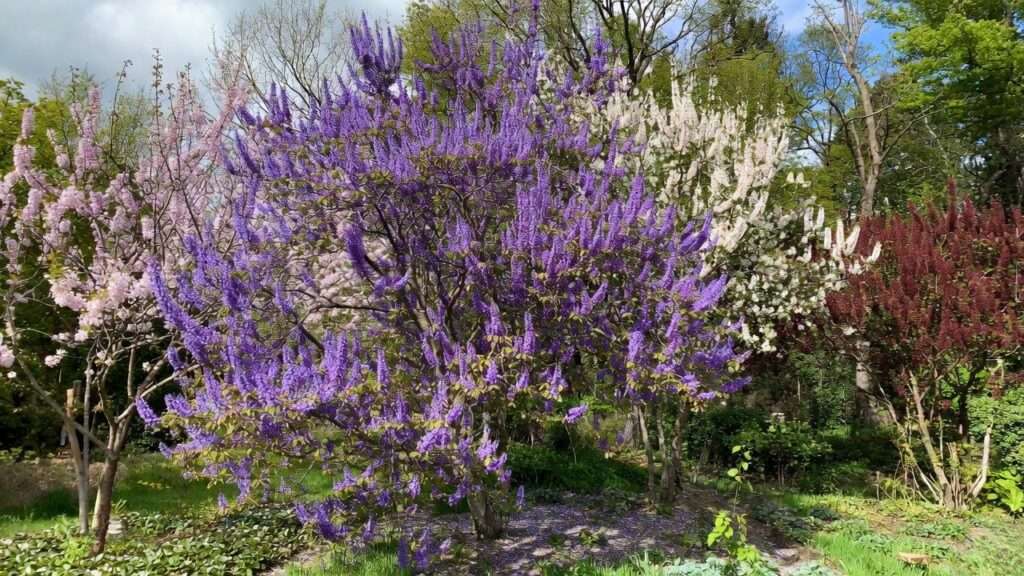 flowering tree with purple flowers