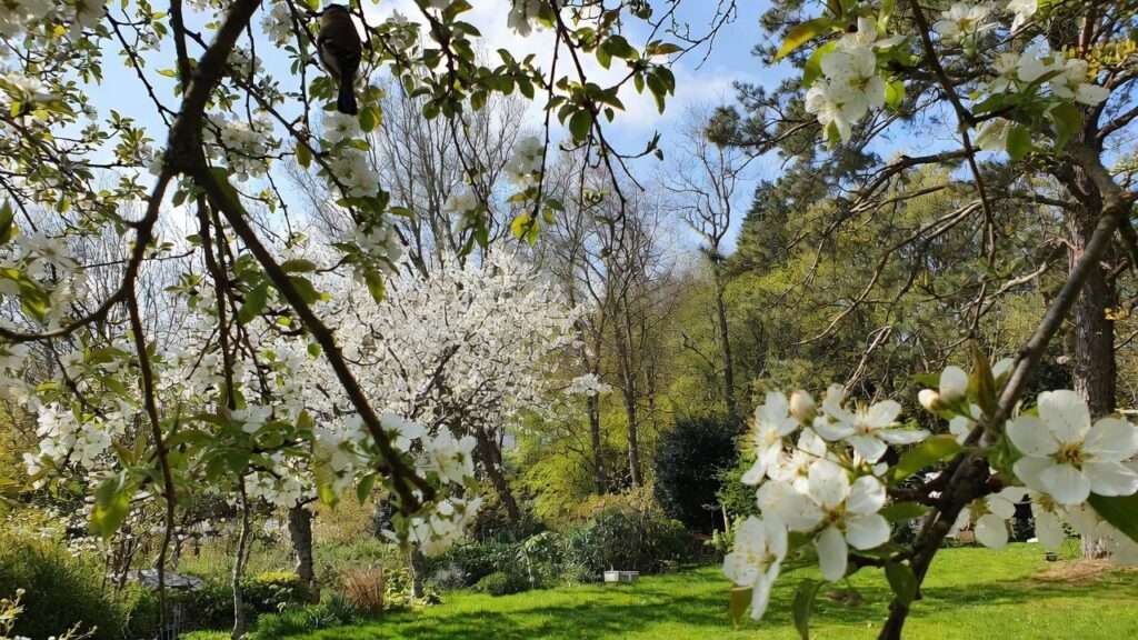 flowering tree with white flowers spring