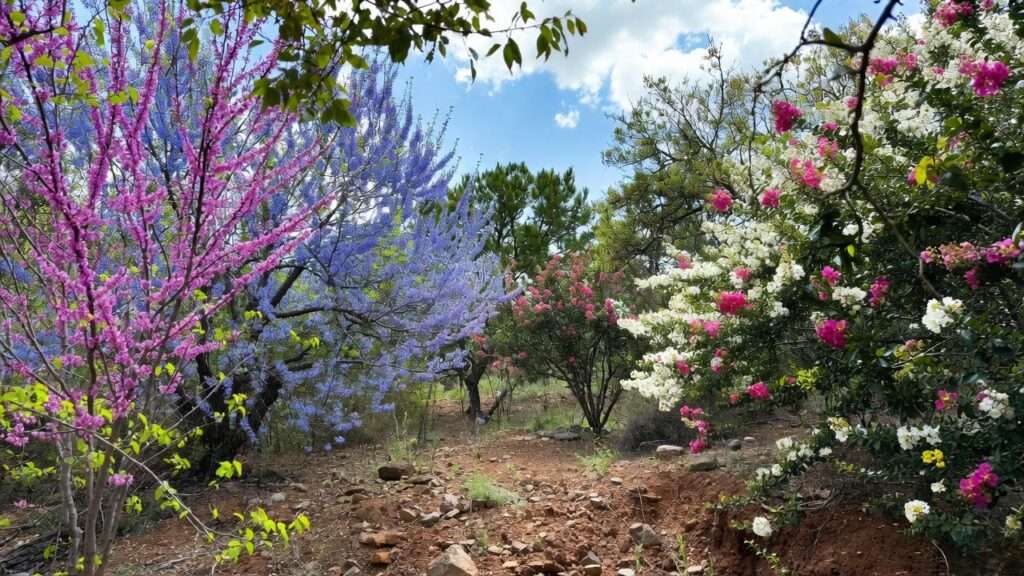 flowering trees in texas
