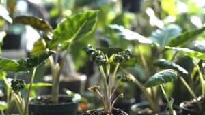 frizzle sizzle plants