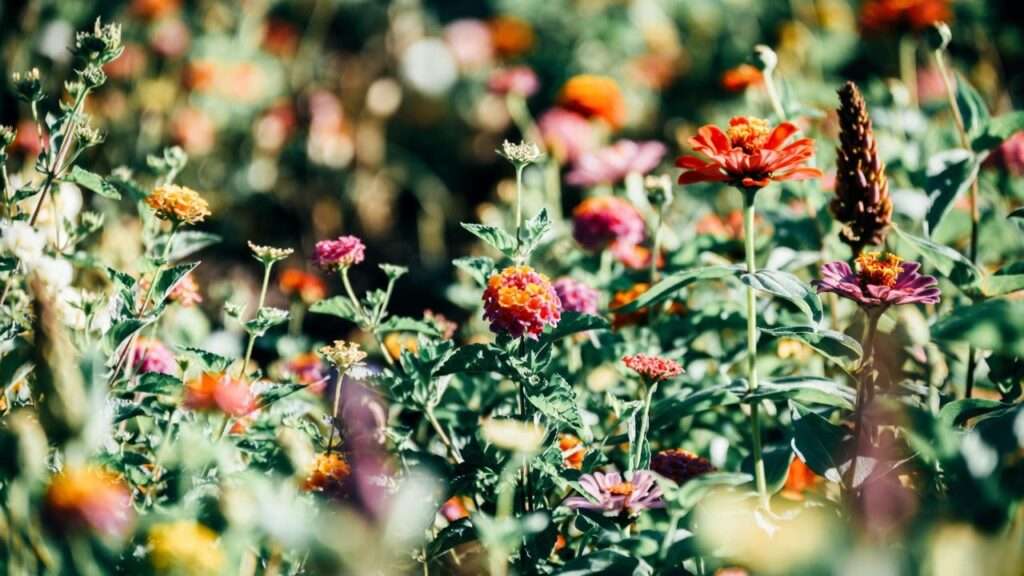 full sunlight plants