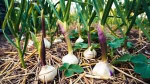 garlic bulbils planting