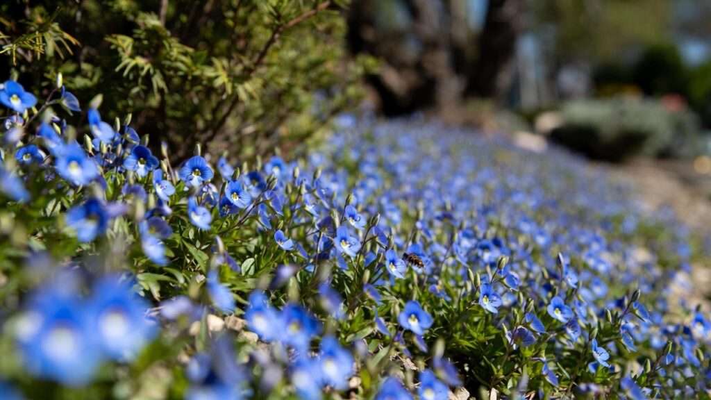 georgia blue speedwell plant