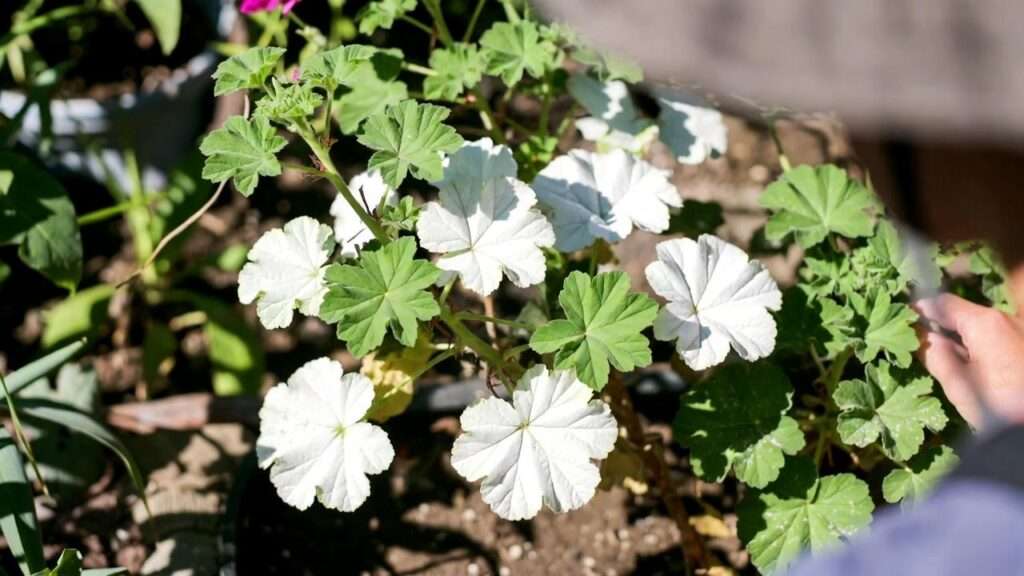 geranium plant white
