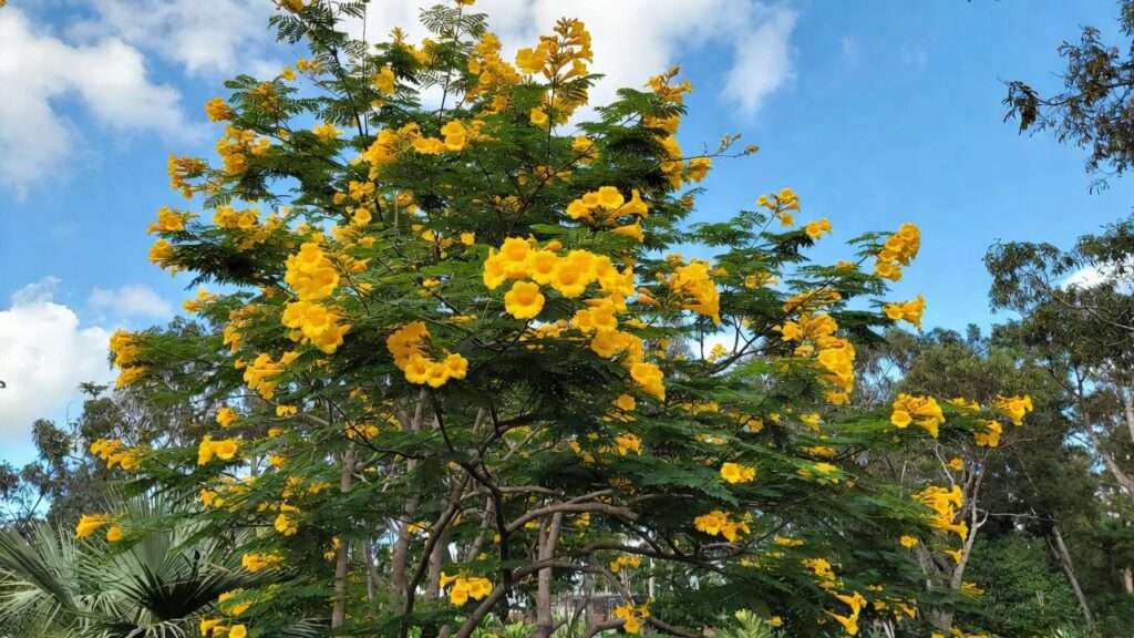 gold trumpet tree