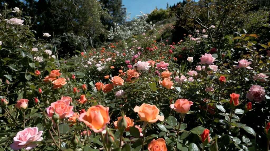 ground cover rose plant