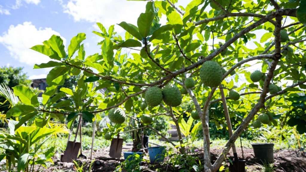 guanabana soursop tree